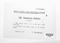 Ramularia ballotae image